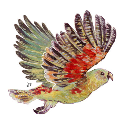 Kea Bird, Alpine NZ Native Bird Thumbnail