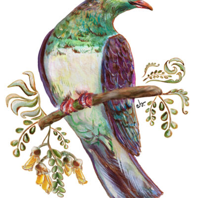 Kereru Bird, Seed Dispersal bird Thumbnail