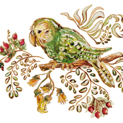 Kakapo Bird, Accomplished Climber Thumbnail